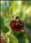 Ophrys parvimaculata